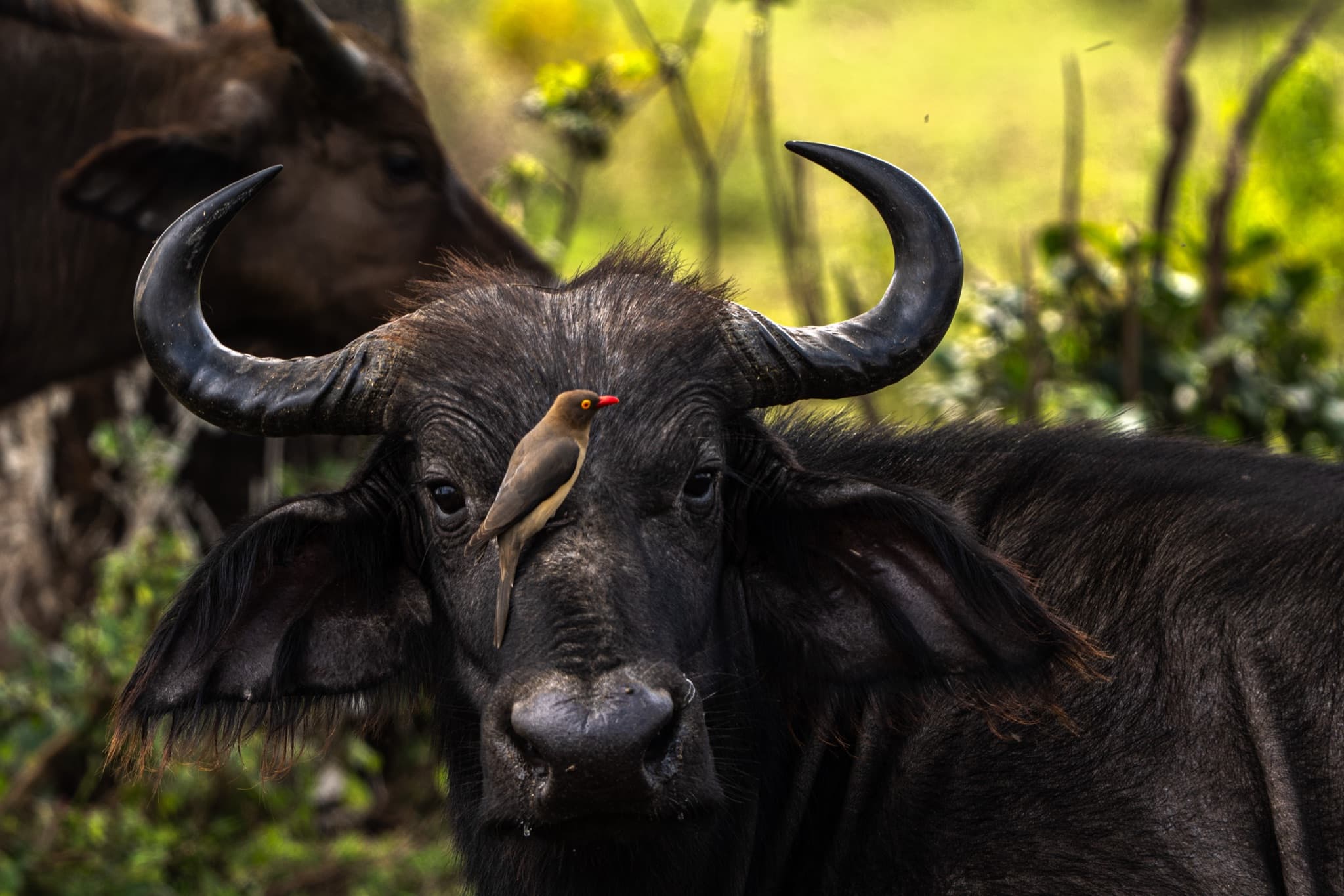 Crater Lake Tented Camp and Game Sanctuary — image 1 of 4